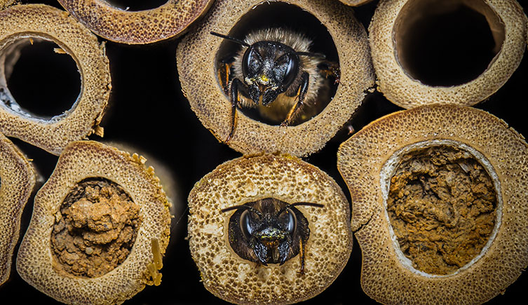 The hollow tubes of a bee hotel, containing two adult bees and two sealed nests