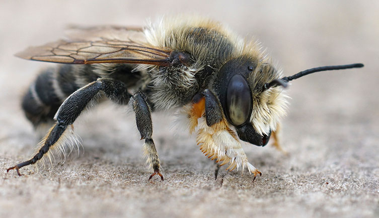 A dark-bodied bee on the ground. Its front two legs and the front of its head are covered in dense, very light coloured hairs.
