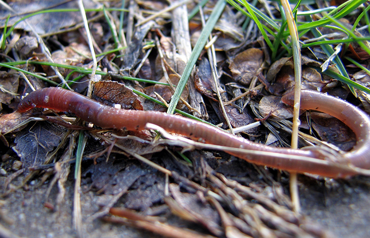 An earthworm