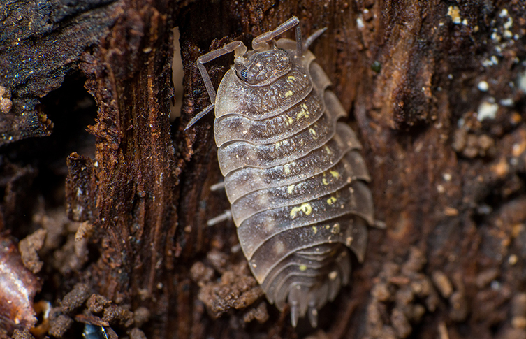 A woodlouse