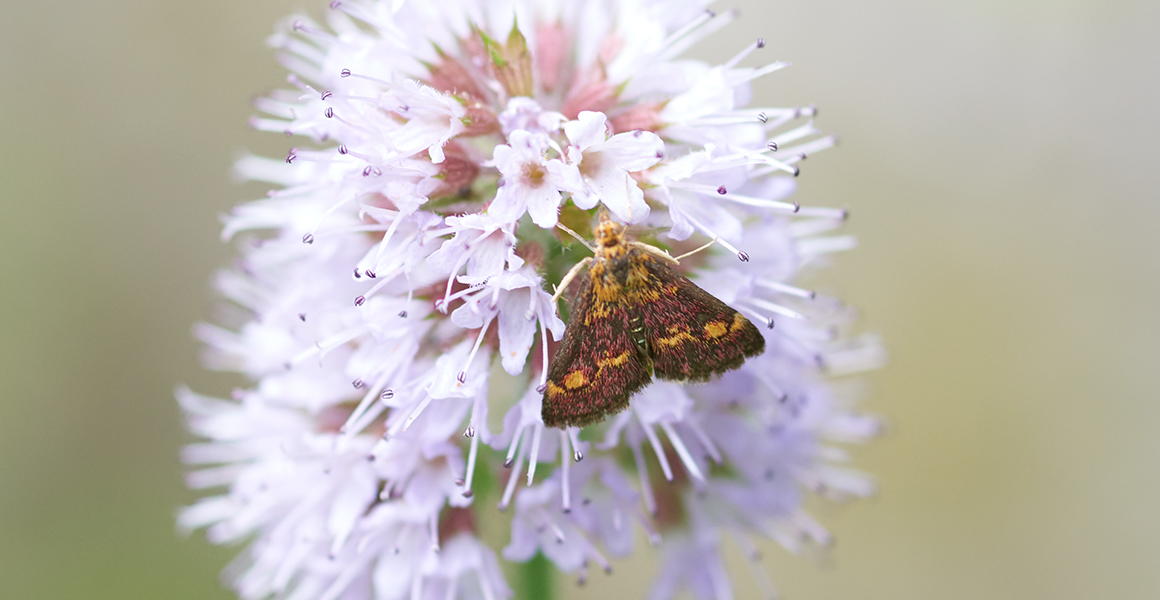 A moth on a flower in the Museum's wildlife garden