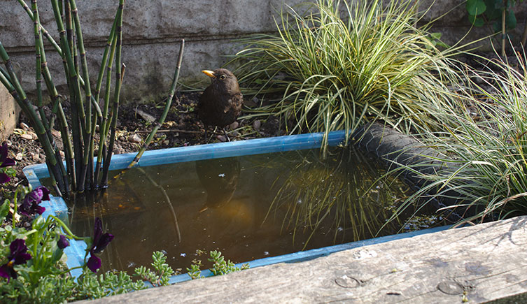 A female blackbird next to a container pond