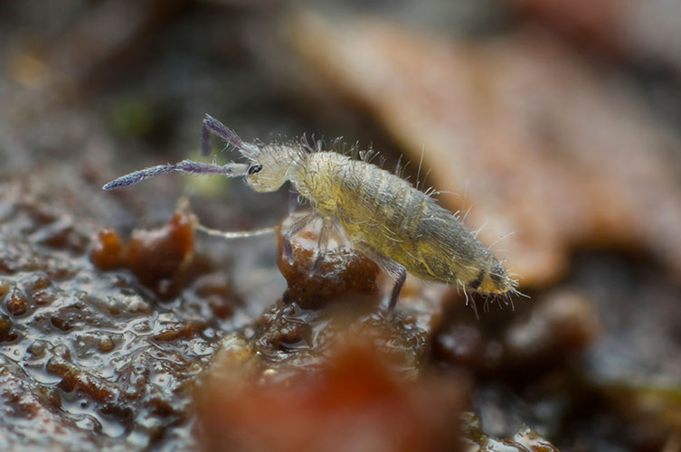 A tiny, grey-yellow ant-like invertebrate covered in short hairs.