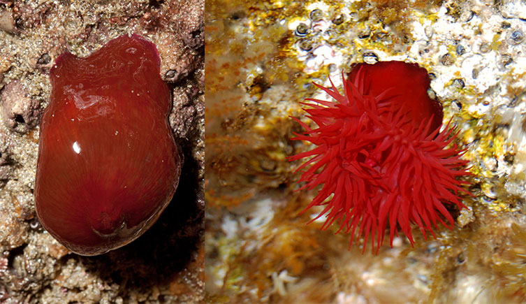 A side-by-side comparison of a beadlet anemone with its tentacles retracted and unfurled