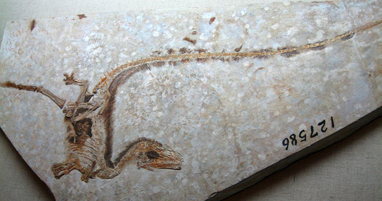 Sinosauropteryx fossil in a slab of rock.