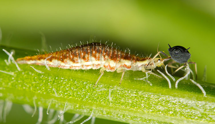 A lacewing larva attacking an aphid