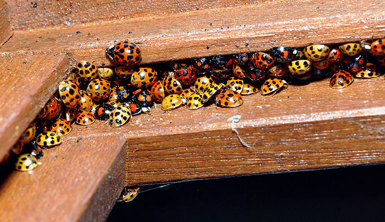 Lots of harlequin ladybirds crammed into a gap in a window frame