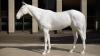White Horse exhibited outside British Council building in London 