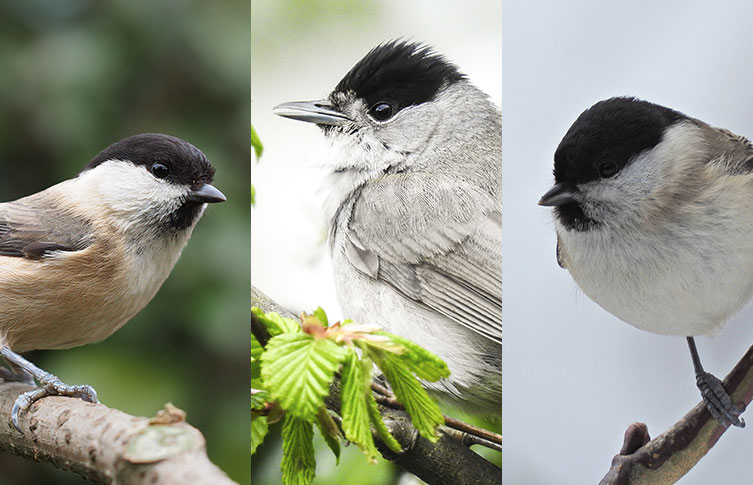 A side by side comparison of a willow tit, male blackcap and marsh tit