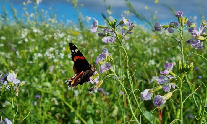 Butterfly in a herbal lay
