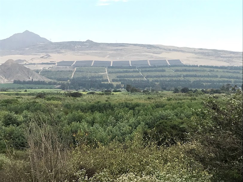 The landscape in Peru. The foreground is covered in shrubby vegetation. In the background are fields and mountains. Image provided by Matt Smith.