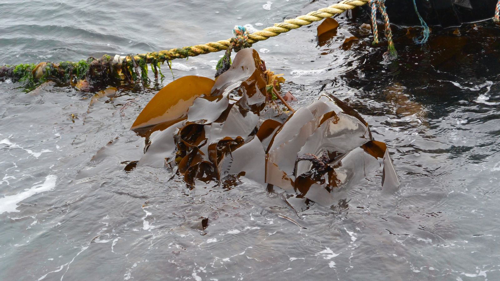 seaweed attached to a rope in the sea