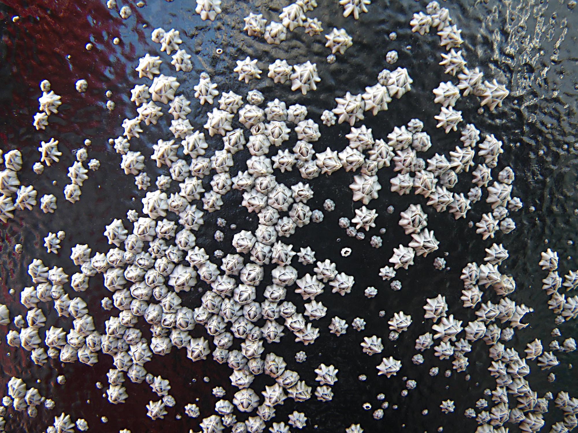 close up image of barnacles