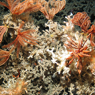RM-OurRole-MarineEnv.jpg
