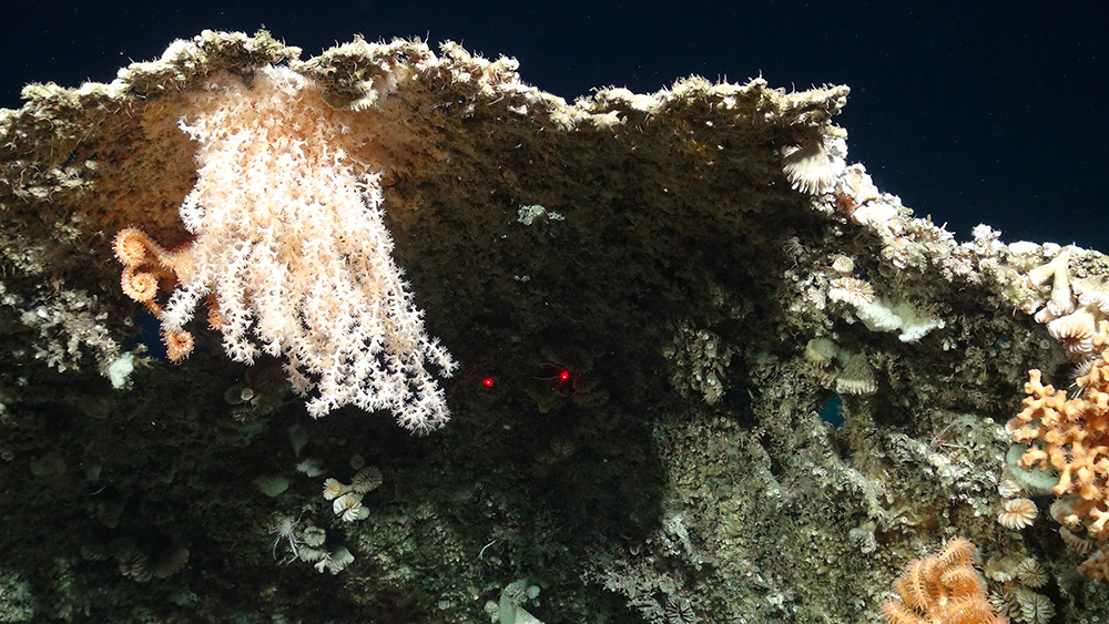 Soft coral using calcareous skeletons as a base, (Courtesy of the NERC funded Deep Links Project - Plymouth University, Oxford University, JNCC, BGS).