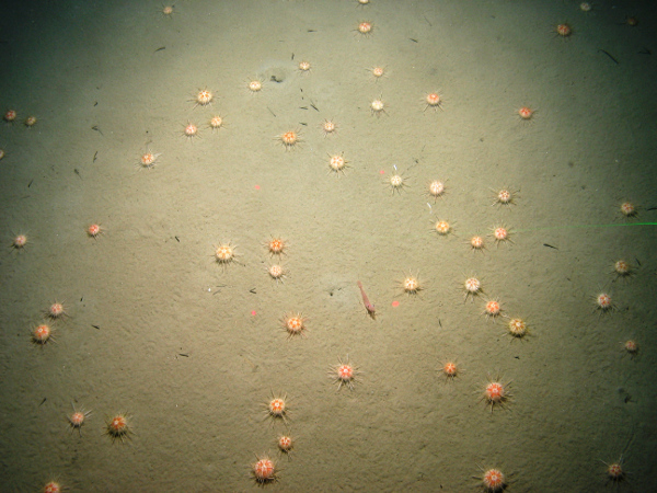 Bed of urchins on sediment at Central Fladen Nature Conservation MPA ©JNCC/Cefas 