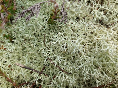 ©Kew Lichen on Thursley Common, Surrey