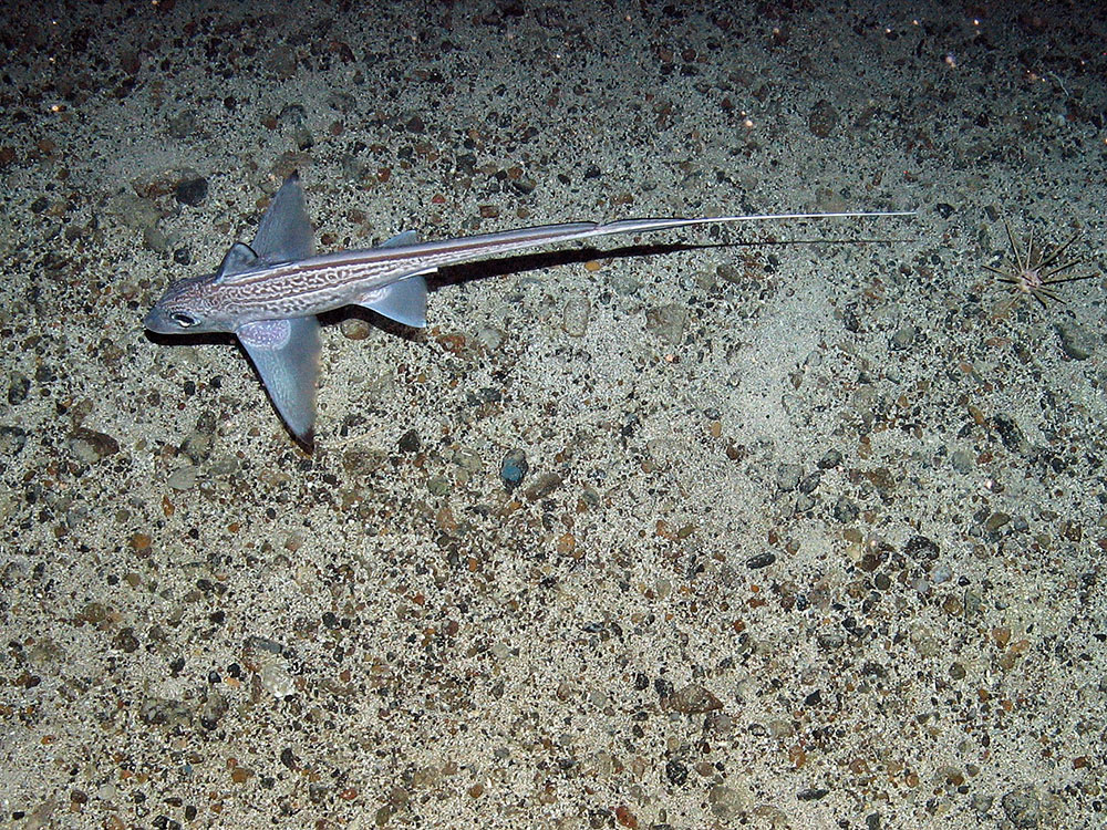 Rabbitfish (Chimaera monstrosa) and pencil urchin (Cidaris) on the seabed at East Rockall Bank SAC © JNCC