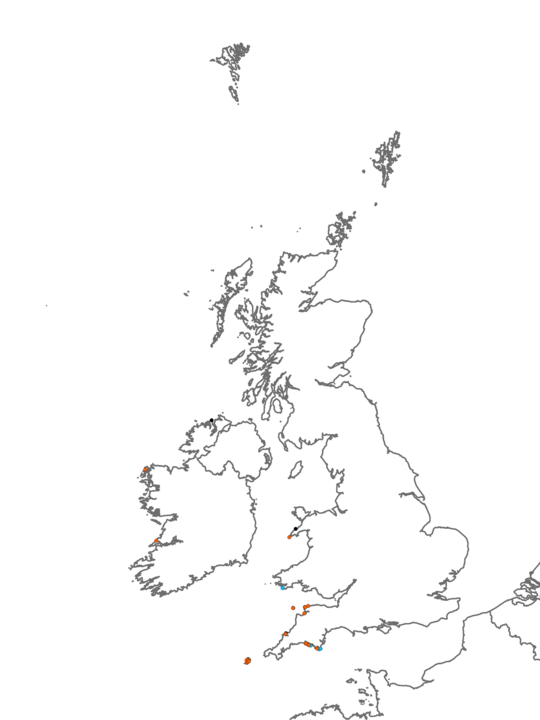 Distribution of habitat LR.FLR.Rkp.Cor.Bif <I>Bifurcaria bifurcata</I> in shallow eulittoral rockpools