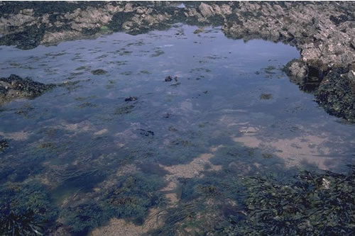 LR.FLR.RKP.SwSed Seaweeds in sediment-floored eulittoral rockpools, S of Rosemullion Head. Keith Hiscock© JNCC