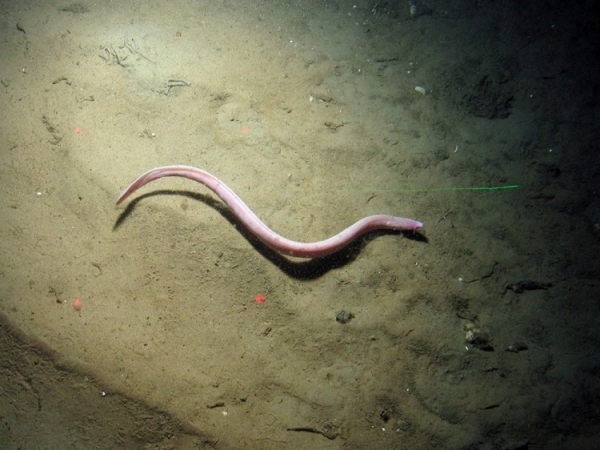 Hag fish (Myxine glutinosa) over sediment