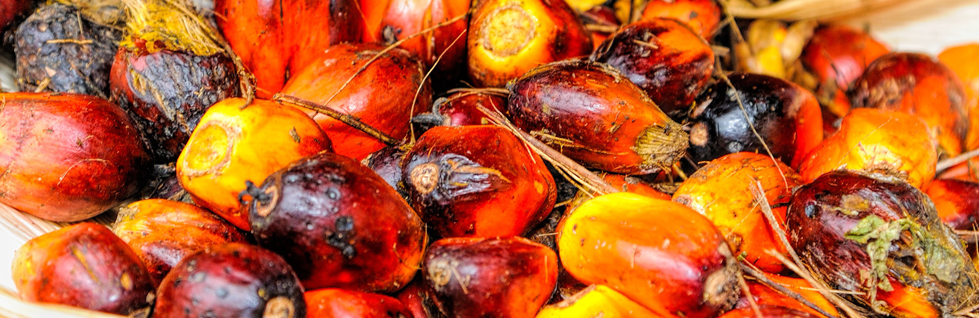 Image courtesy of Pixabay Palm 1464662 Pixabay Crop