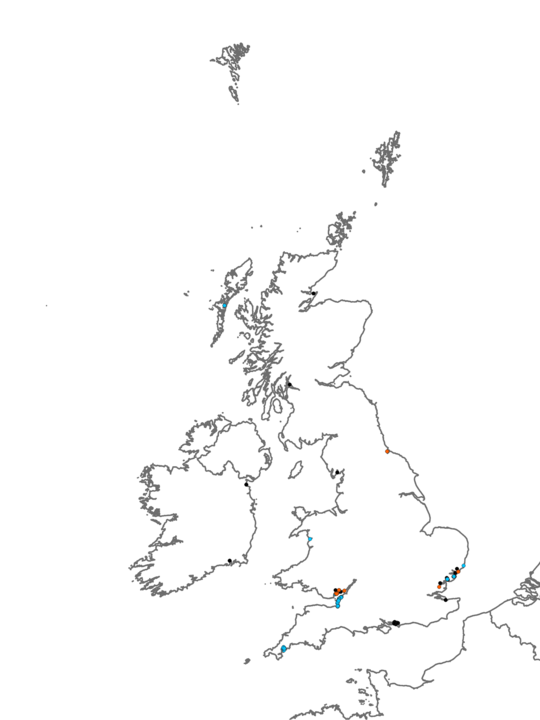 Distribution of habitat LS.LMu.MEst.NhomMacStr <I>Nephtys hombergii</I>, <I>Macoma balthica</I> and <I>Streblospio shrubsolii</I> in littoral sandy mud