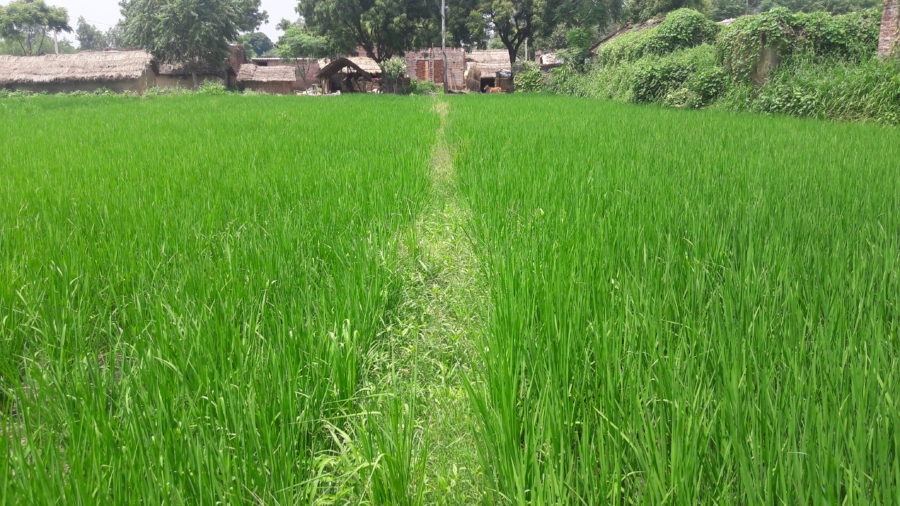 Rice fields