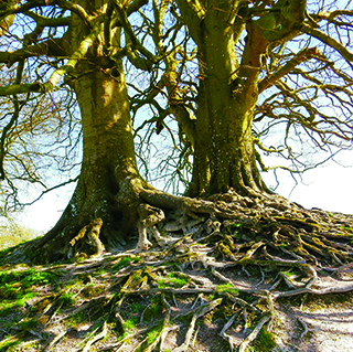 old-trees-320-320.jpg