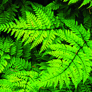 fern-helen-baker-320px-web.jpg (1)