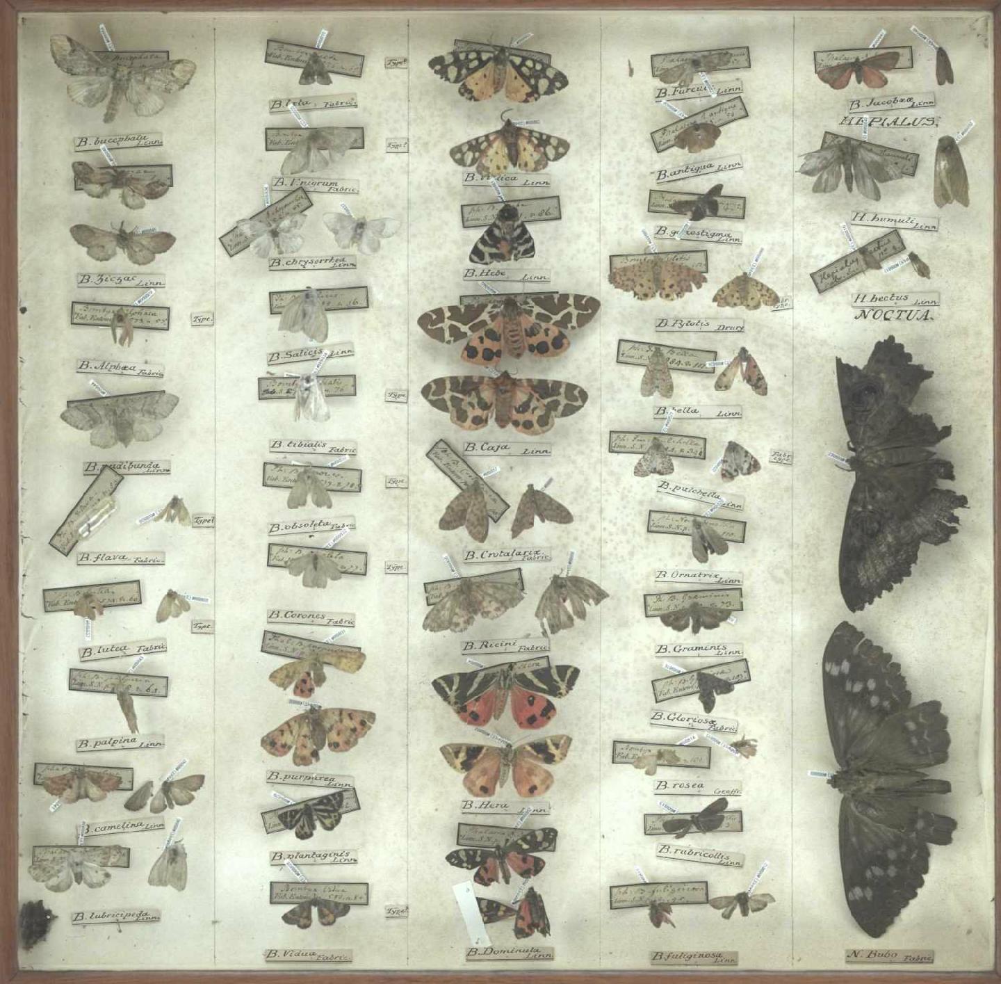 Banks Collection:  drawer 16