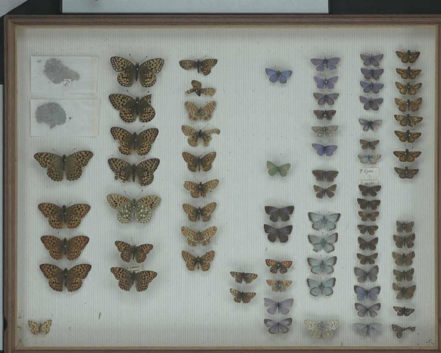 Wallace Collection:  drawer 23