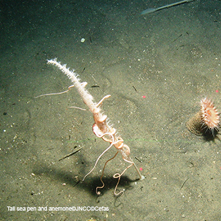 RM-Advice-MPA-seapen©JNCC-Cefas.jpg