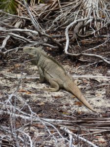 Rock Iguana on Little Water Cay