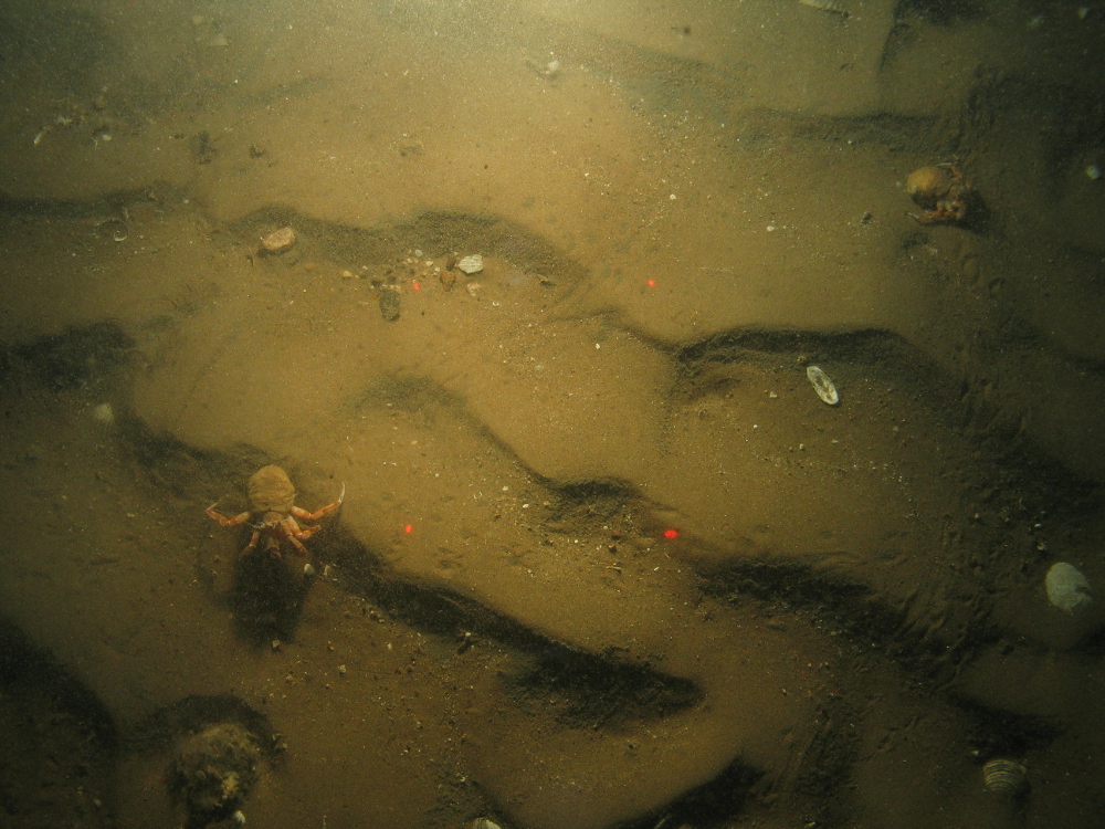 4. Close-up of the seabed at Farnes East MCZ, showing a hermit crab (Pagurus bernhardus) on subtidal muddy sand. Image by JNCC/Cefas.