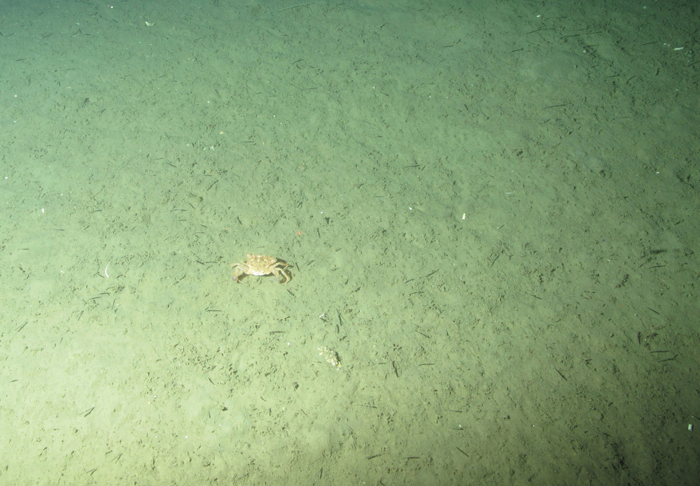 3. Close-up of the seabed showing sandy swimming crab (Liocarcinus depurator) on offshore subtidal sands and gravels with many small polychaete worm tubes.