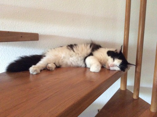 Time to let sleeping cats lie.