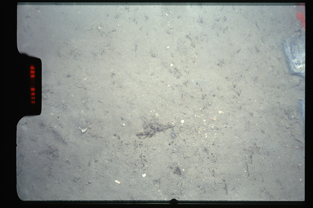 Close-up of the seabed at South Rigg MCZ, showing Subtidal sand