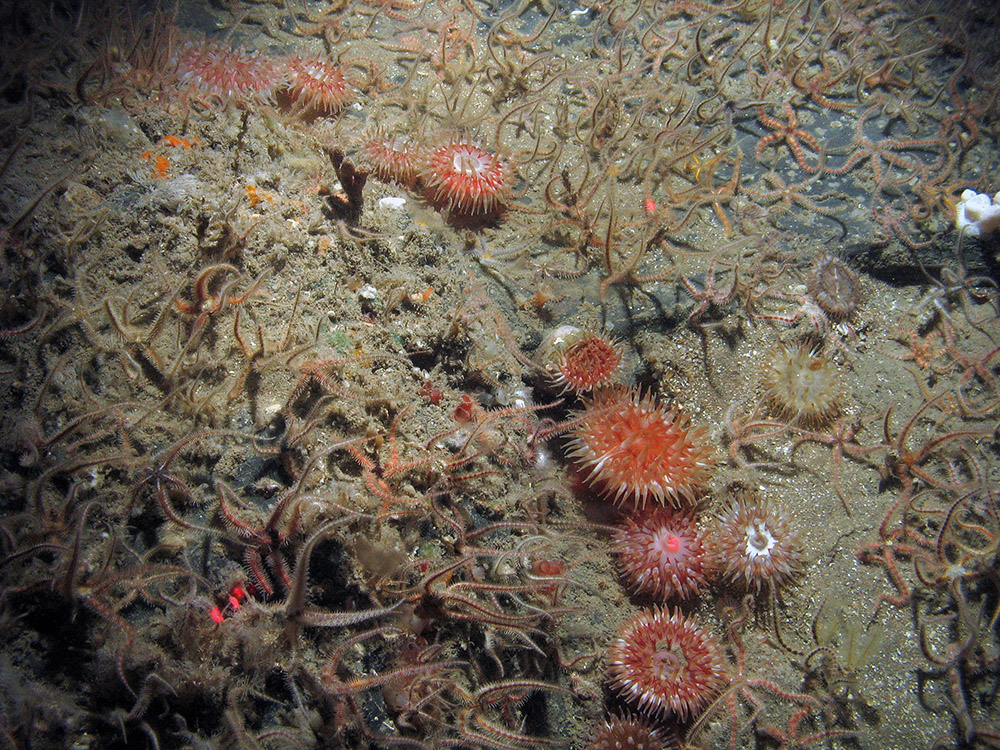 Common brittlestars (Ophiothrix fragilis) and dahlia anemone (Urticina felina) © JNCC/Cefas 