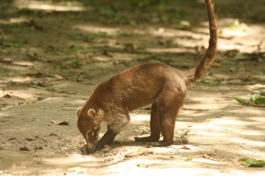 coati-at-tikal