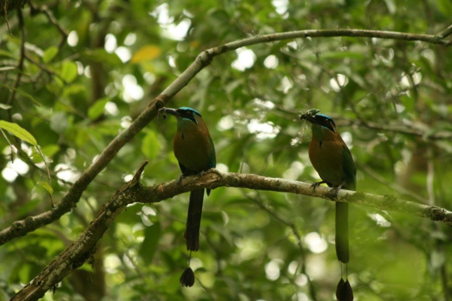 motmots-at-yaxha