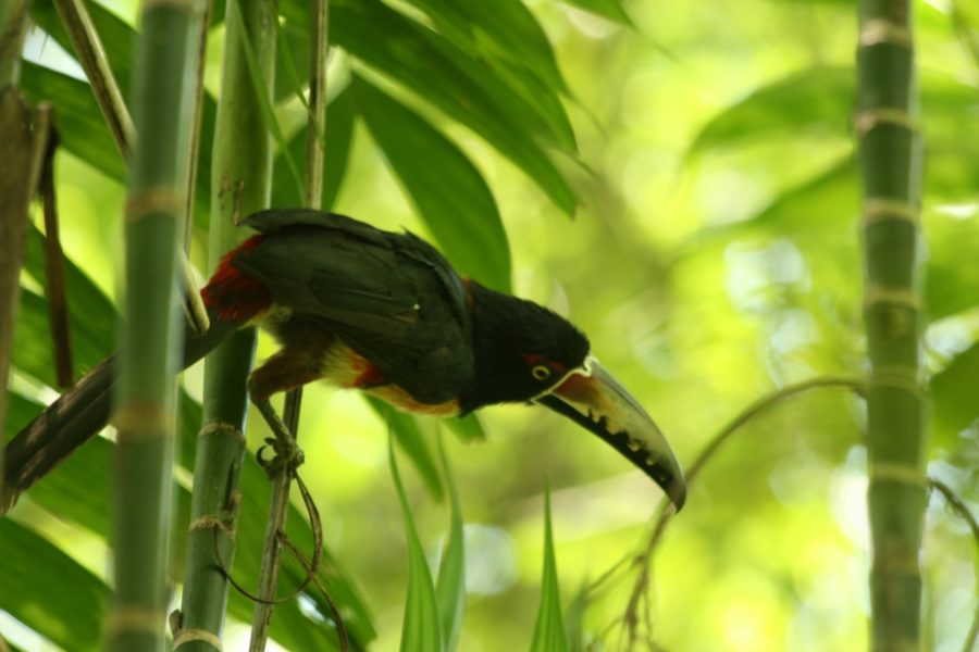 toucanet-at-tikal