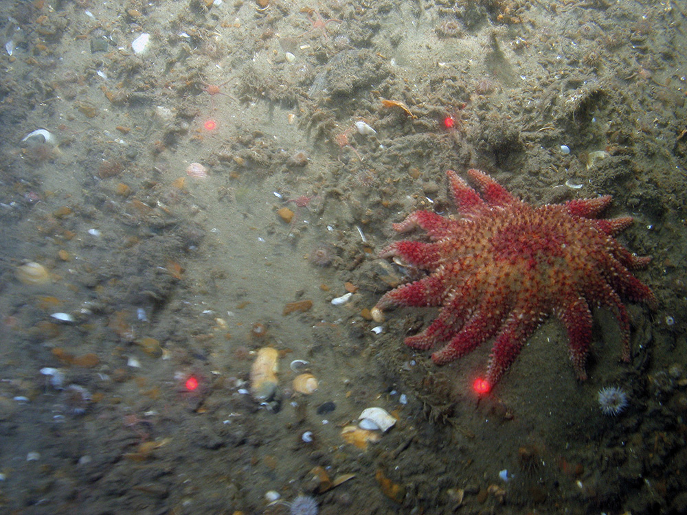 Close up of a common sunstar (Crossaster papposus) on sediment at Haisborough, Hammond and Winterton SAC (©JNCC/NE/Cefas)