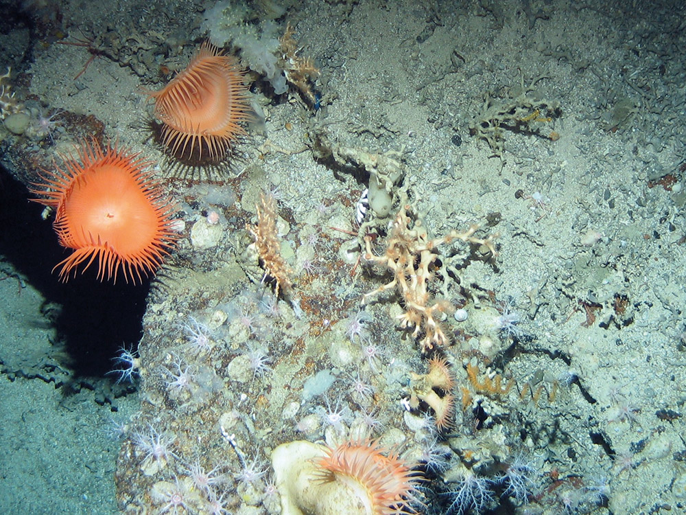 Close up of anemones (Phelliactis sp.), sea cucumbers (Psolus squamatus), zig-zag coral (Madrepora oculata) and wire coral (Stichopathes sp.) on rock at Hatton Bank SAC (©Crown Copyright)