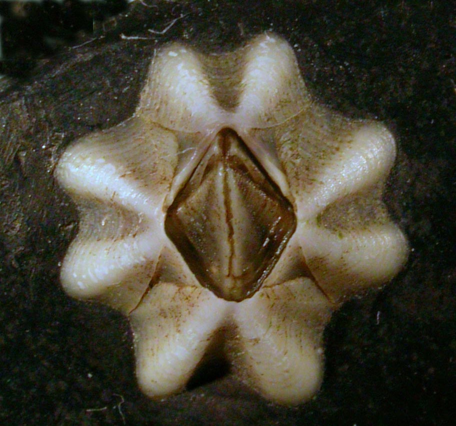 close up image of invasive species
