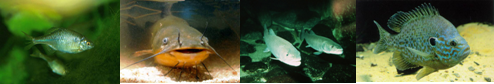 Collection of marine species
