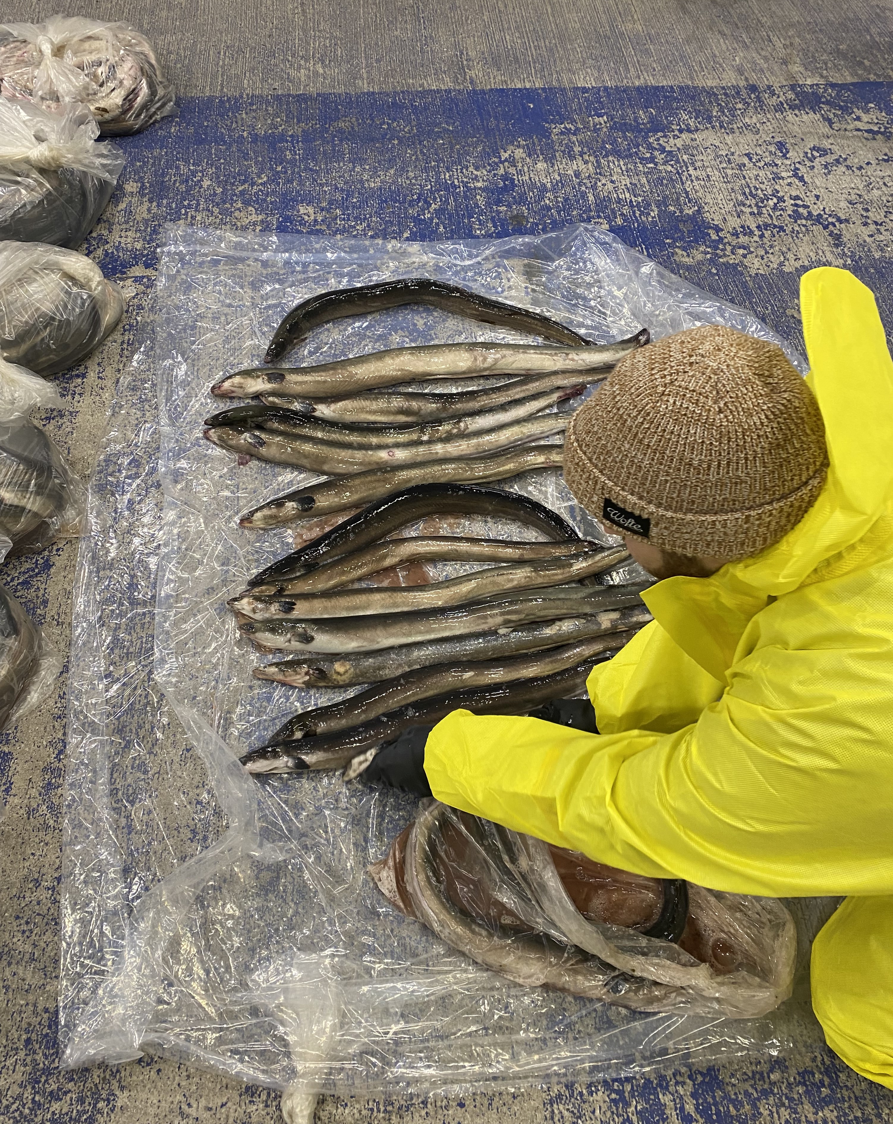 eels lying on the ground next to a person who is looking at them