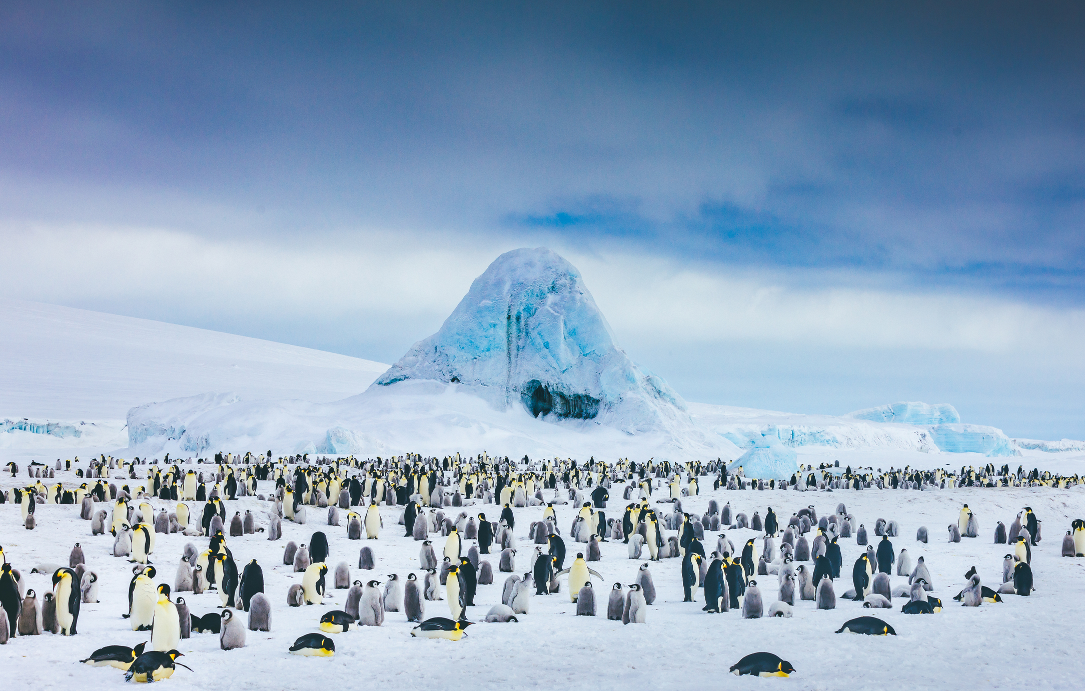 Penguins lounging around in a snow