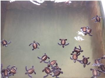 Baby Turtles