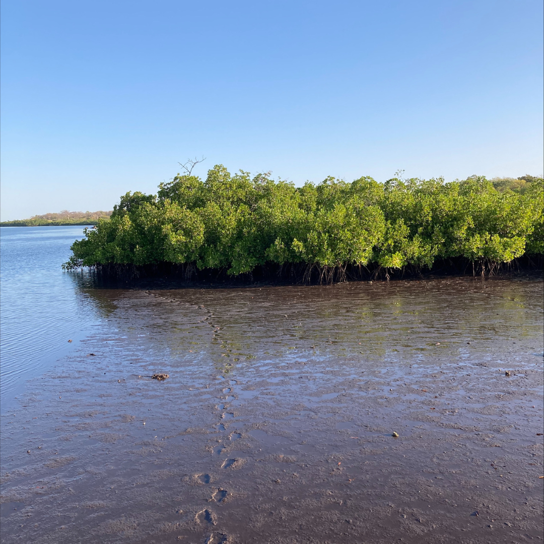 An image of mangroves growing in shallow water, with a trail of footsteps in leading to them in sand